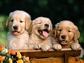 Chiens_022