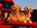 Chiens_023