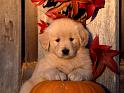 Chiens_024