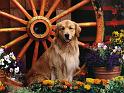 Chiens_026