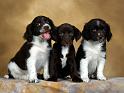 Chiens_027