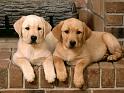 Chiens_028