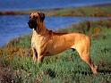 Chiens_029