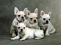 Chiens_030