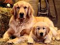 Chiens_031