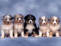 Chiens_032