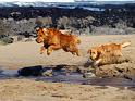 Chiens_034