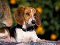 Chiens_035