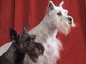 Chiens_036