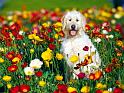 Chiens_038