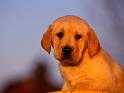 Chiens_039