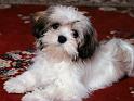 Chiens_041