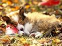 Chiens_043