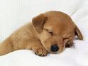 Chiens_044