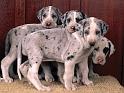 Chiens_045