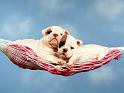 Chiens_046