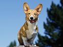 Chiens_047