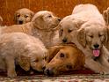 Chiens_048