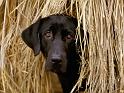 Chiens_049