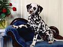 Chiens_050