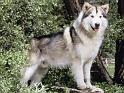Chiens_051