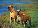 Chiens_052