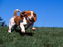 Chiens_053