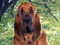 Chiens_054