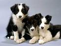 Chiens_055