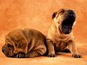 Chiens_056