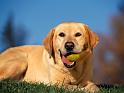 Chiens_058