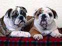 Chiens_059