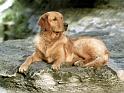 Chiens_060