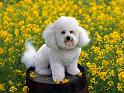 Chiens_063