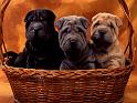 Chiens_064