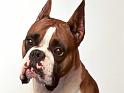 Chiens_065