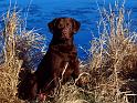 Chiens_066