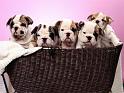 Chiens_067