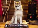 Chiens_069
