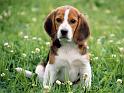 Chiens_070
