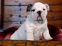 Chiens_071