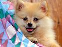 Chiens_074