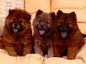 Chiens_075