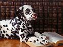 Chiens_077