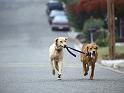 Chiens_078