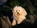 Chiens_079