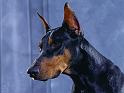 Chiens_080