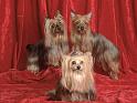 Chiens_081