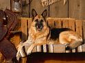 Chiens_083