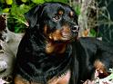 Chiens_085